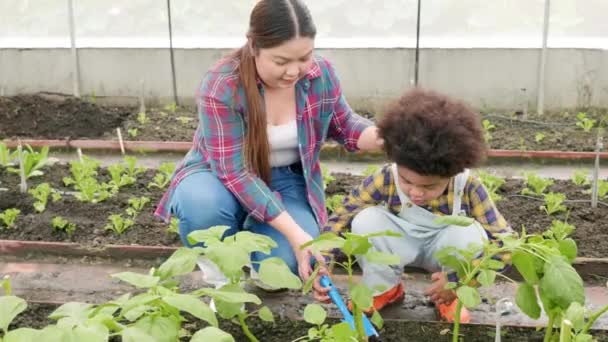 庭にイチゴの植物を植える母と息子の園芸裏庭で野菜の女性と子供の少年の園芸 家族とシングルマザーは屋外活動をリラックス — ストック動画