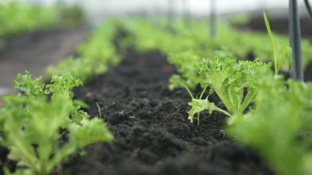 子供のスライダー食用成長野菜の庭 ビタミン健康的な生物学的自家栽培春有機 — ストック動画