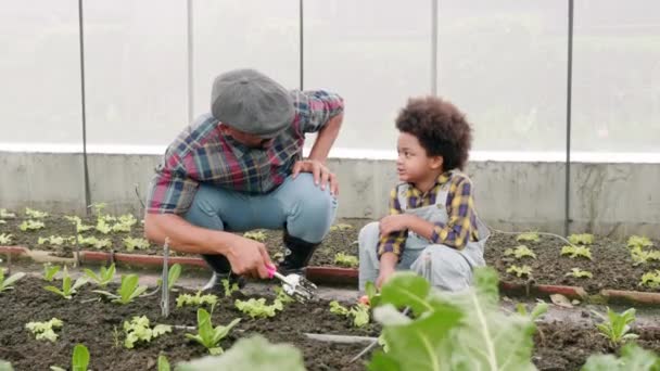 Pai Filho Jardinagem Juntos Plantando Plantas Morango Jardim Homem Criança — Vídeo de Stock