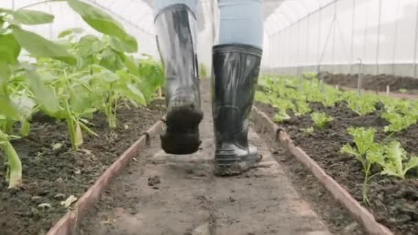 Zblízka Zadní Zablácené Gumáky Farmáře Kráčející Podél Zeleninové Farmě Silném — Stock video