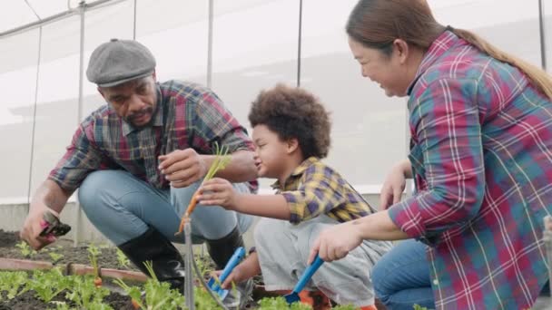 Famiglia Con Bambini Piccoli Giardinaggio Fattoria Coltivazione Verdure Biologiche Insieme — Video Stock