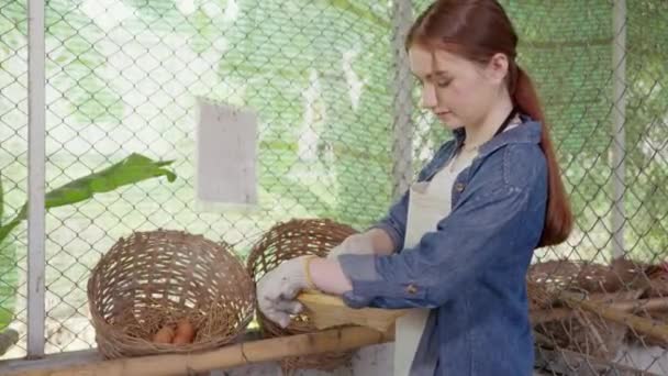 快乐的小女孩提着从农场捡来的一篮子新鲜的褐色鸡蛋 农民的孩子准备早上在木制鸡舍过复活节 — 图库视频影像