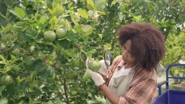 Happy Dítě Farmář Ruce Drží Lupu Při Pohledu Zeleninu Zelený — Stock video