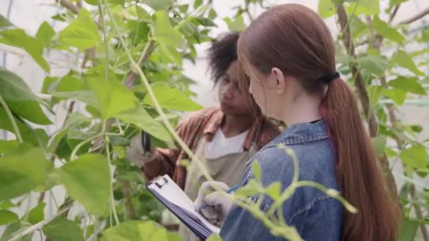 Happy Children Farmář Hands Holding Magnifying Glass Looking Vegetables Hydroponics — Stock video