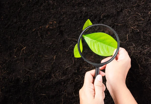Hand of researcher woman holding a magnifying glass on black soil at the garden to research seedlings growing, Inspecting new saplings growth, Concept of global pollution, and hands environments