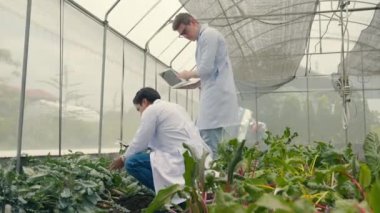 İki biyoteknoloji mühendisi elinde büyüteç tutuyor ve hastalık için hidroponik çiftliğindeki sebze yaprağına bakıyor. Profesyonel tarım araştırmacısı dizüstü bilgisayar kullanıyor.