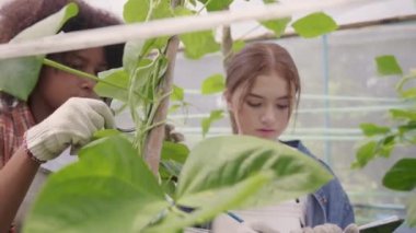 Mutlu çocuk çiftçi elleri büyüteç tutuyor ve hidroponik çiftliğindeki sebzelere bakıyor, biyoteknoloji çocuğu bitki yaprağını inceliyor, tarım okulunda bilim konsepti araştırması yapıyor.
