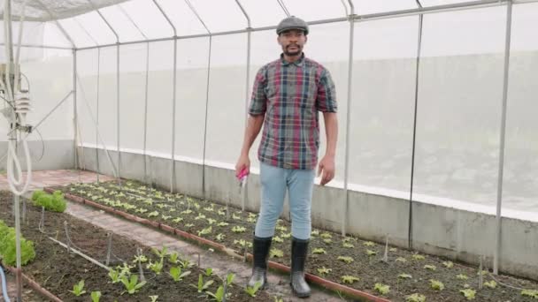 Портрет Уверенного Фермера Стоящего Оружием Руках Овощной Плантации Современном Оранжерее — стоковое видео