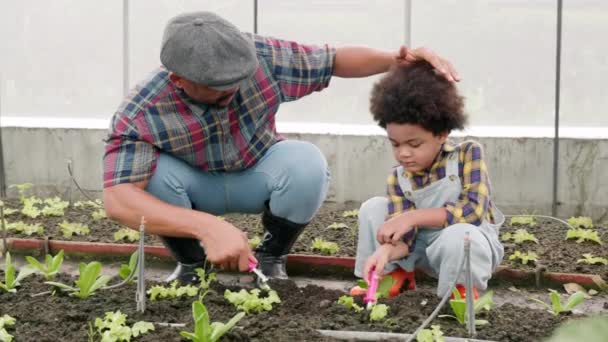 Vader Zoon Tuinieren Samen Het Planten Van Aardbeien Planten Tuin — Stockvideo