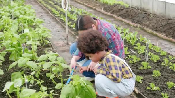 Ibu Dan Anak Berkebun Bersama Sama Menanam Tanaman Stroberi Kebun — Stok Video