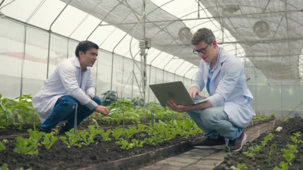 虫眼鏡をかけ 病気のための水耕栽培の野菜の葉を見ている2つのバイオテクノロジーの男のエンジニア 専門の研究者農業科学者はラップトップコンピュータを使用しています — ストック動画