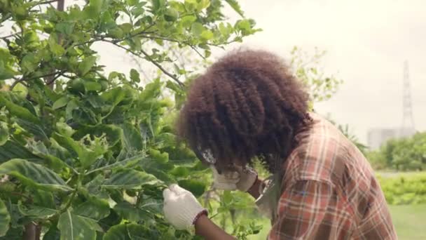 Glada Barn Bonde Hand Holdig Stora Träd Växer Hydroodling Gård — Stockvideo