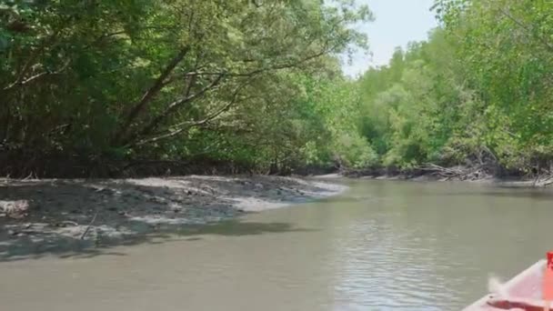 Εκδρομή Σκάφος Οδήγηση Μικρό Ποτάμι Mangrove Δάσος Αλιευτικό Σκάφος Long — Αρχείο Βίντεο