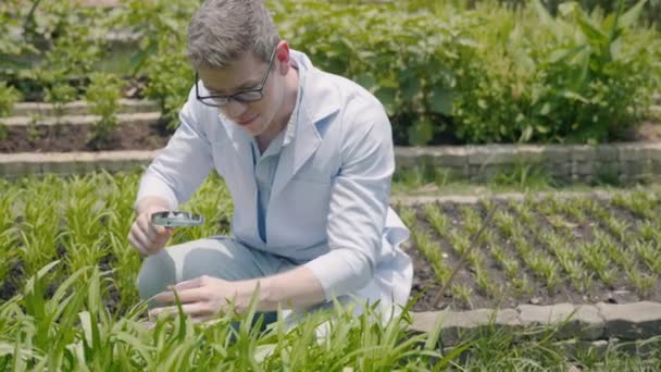 病気のための植物の葉を調べるバイオテクノロジーマンエンジニア 温室内の有機野菜植物に取り組む専門的な研究者農業科学者 研究品質を分析する — ストック動画