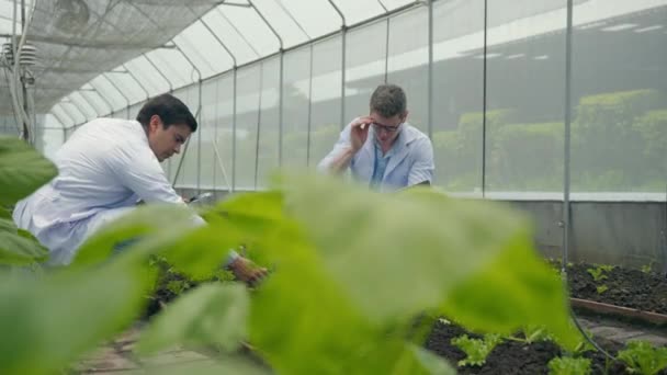 虫眼鏡をかけ 病気のための水耕栽培の野菜の葉を見ている2つのバイオテクノロジーの男のエンジニア 専門の研究者農業科学者はラップトップコンピュータを使用しています — ストック動画