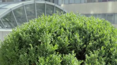 Dniro, Ukrayna - 20 08 2020: şehir videosu. Güzel video. Şehrin Panoraması.