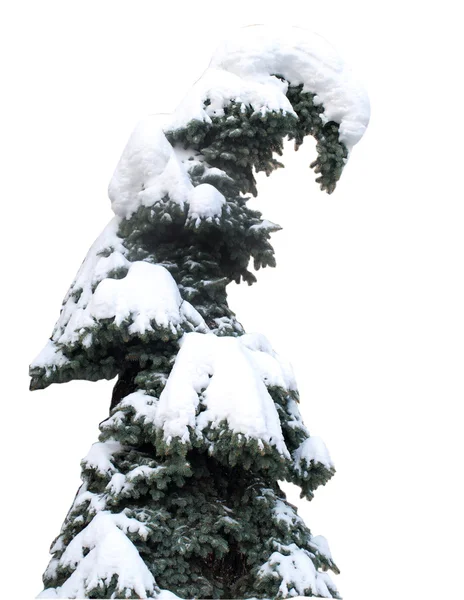 Kožešina strom pokrytý sněhem — Stock fotografie