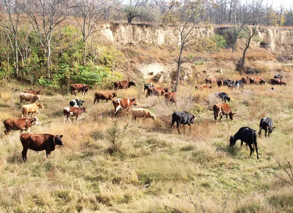 Vacas coloridas — Fotografia de Stock