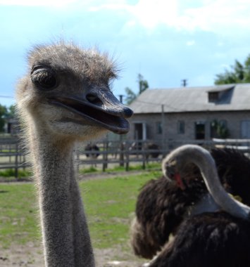 Two happy ostriches clipart