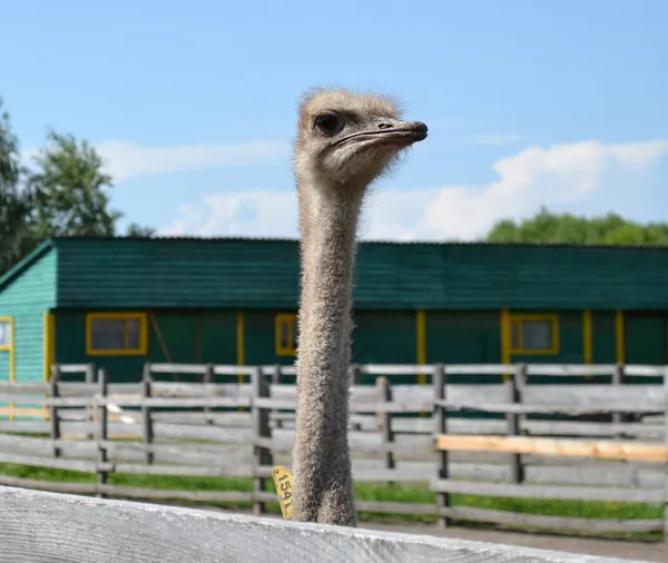 Young curious ostrich — Stock Photo, Image