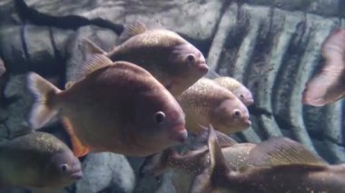 Piranha balığı yakın görüş, su altında doğal yırtıcı 4K video arkaplanı