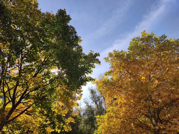 秋の森と青空の背景 秋の壁紙の明るい木 エコ写真 — ストック写真