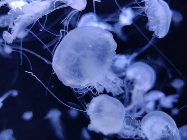 Medusas Nadando Fondo Foto Del Acuario Criaturas Naturaleza Marina Fondo — Foto de Stock