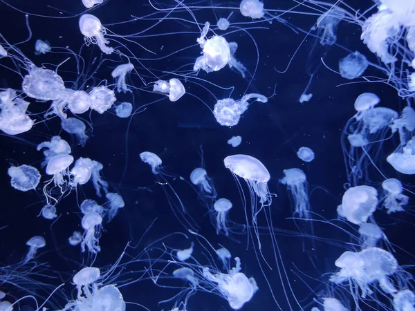 Medusas Nadando Fondo Foto Del Acuario Criaturas Naturaleza Marina Fondo — Foto de Stock