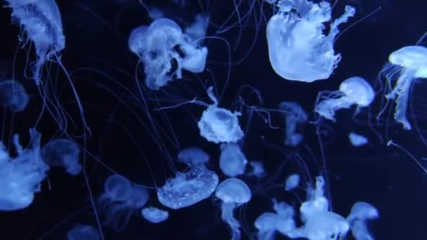 Meduse Che Nuotano Nell Acquario Video Fondale Profondo Meduse Oceaniche — Video Stock