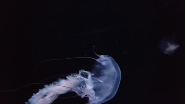 Méduses Nageant Dans Aquarium Séquences Vidéo Fond Méduses Océan Profond — Video