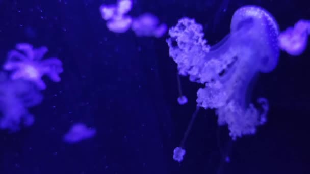 Jellyfish Swimming Aquarium Video Footage Deep Ocean Jellyfish Background Sea — Stock Video