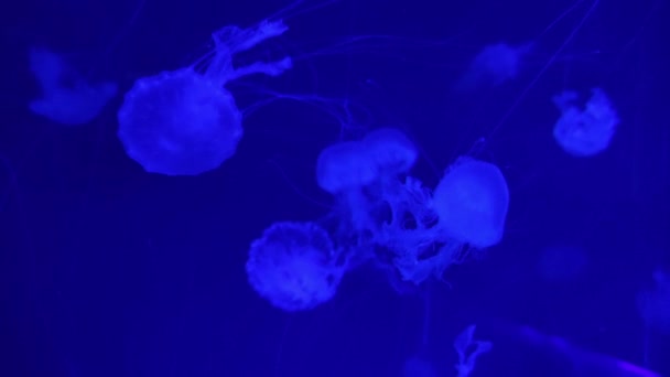 Akvaryumda Yüzen Denizanaları Video Görüntüleri Derin Okyanus Denizanası Arka Planı — Stok video
