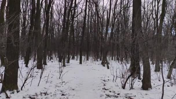 Procházka Zimním Lesem Video Záběry Pozadí — Stock video