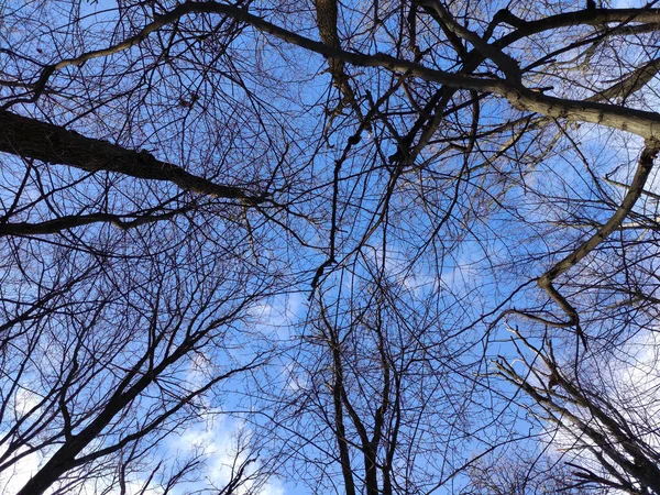 Invierno Árboles Forestales Fondo Ramas Árboles Sin Hojas Fondo Pantalla — Foto de Stock