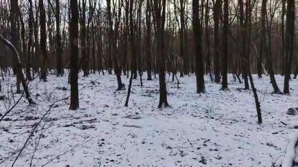 Running Winter Forest Video Footage Clip — Video Stock