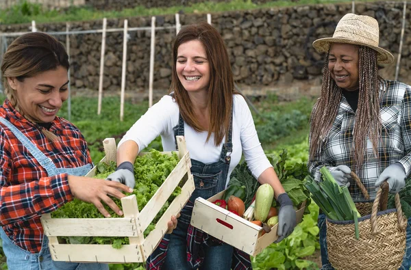 Multiracionális Női Gazdák Dolgoznak Vidéki Betakarítás Friss Zöldségek Farm Emberek — Stock Fotó