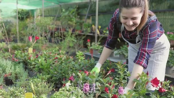 庭の市場で植物や花の世話をする幸せな女性 — ストック動画