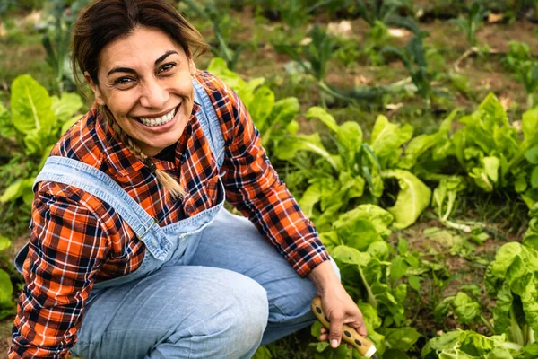 Petani Perempuan Latin Memanen Selada Dan Sayuran Dari Kebun Konsep — Stok Foto
