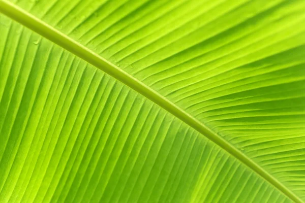 Close up of fresh banana leaf