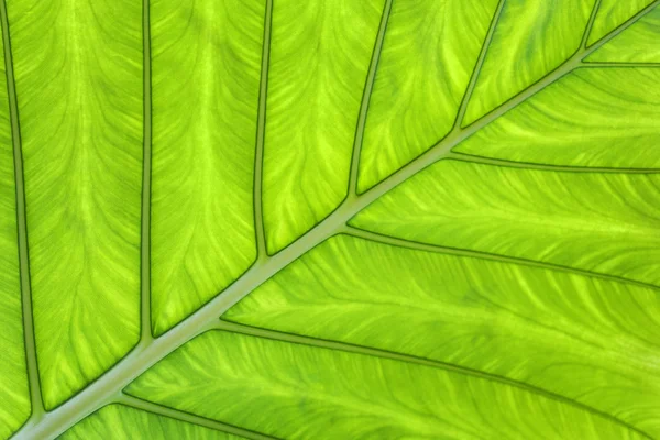 Tropical leaf green background — Stock Photo, Image