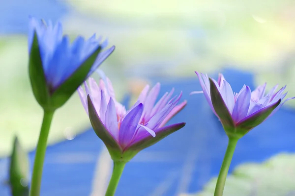 Lotus lila blomma bakgrund — Stockfoto