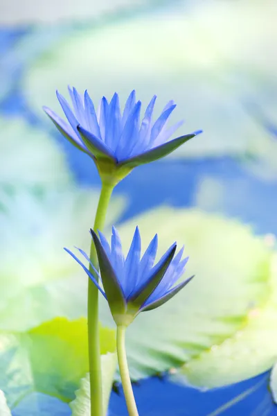 Beautiful lotus flower background — Stock Photo, Image