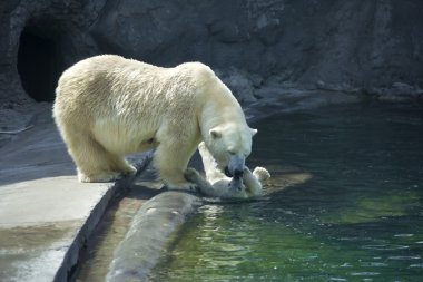 Animal tenderness in polar bear family clipart