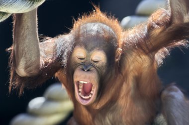 genç bir orangutan süt dişleri