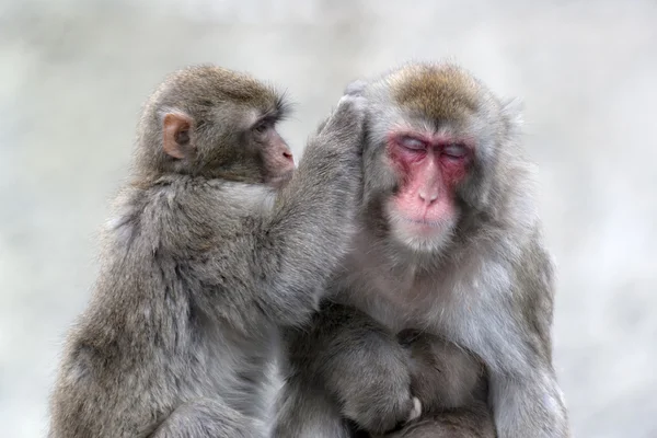 A family of Japanese macaques — Stock Photo, Image