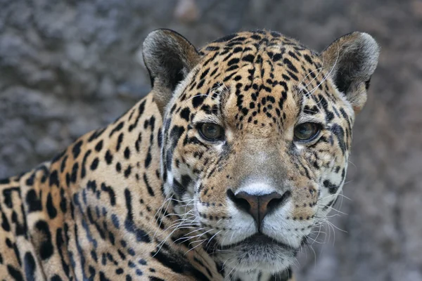 Sad eyes of jaguar — Stock Photo, Image