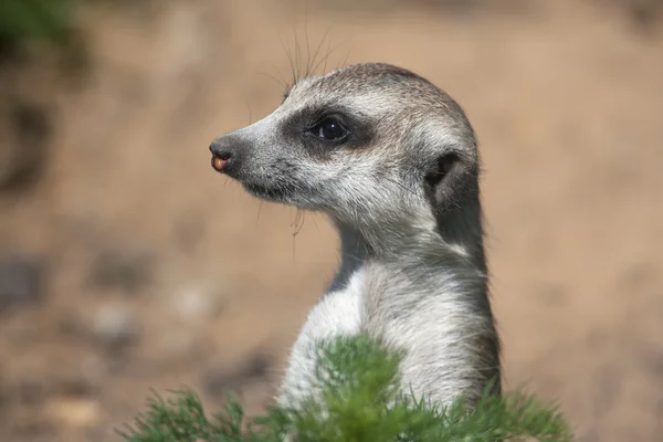 Side face portrait of a meerkat — Stock Photo, Image