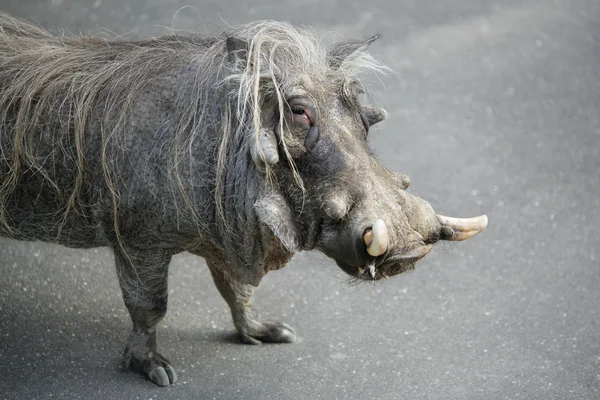 疣贅豚で目 — ストック写真