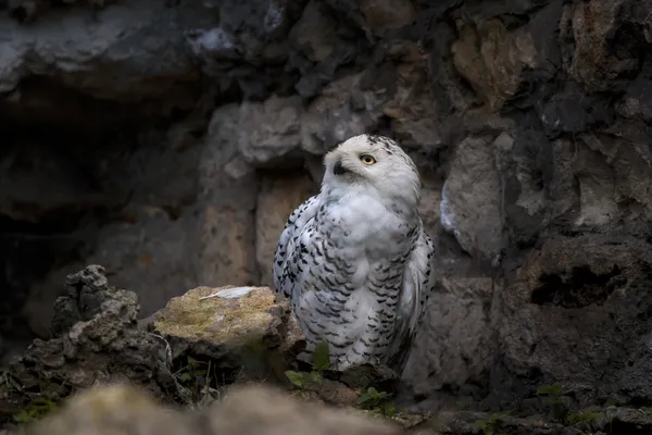 雪に覆われたフクロウの視線 — ストック写真