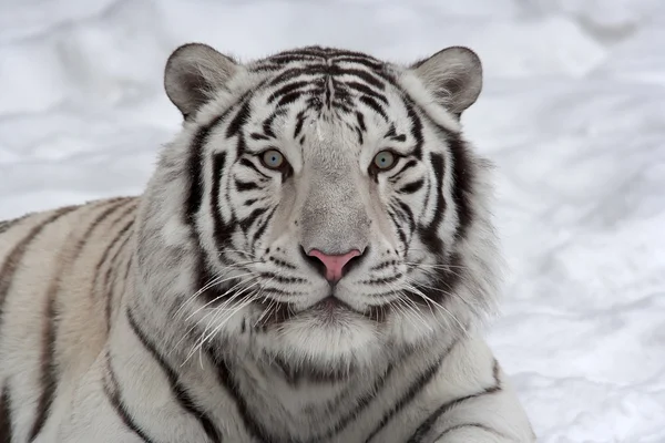 Stare of a white bengal tiger, lying on snow. — Stock Photo, Image